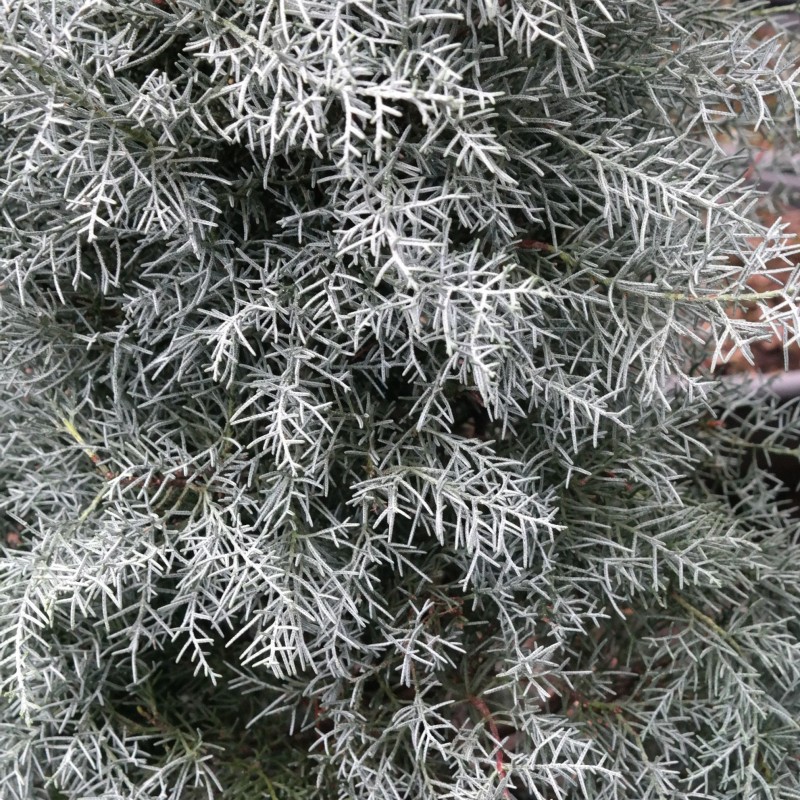 Cupressus arizonica