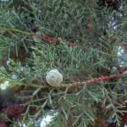 Cupressus lusitanica