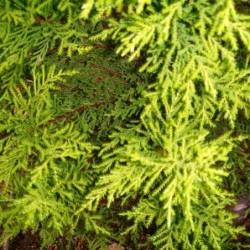 Cupressus macrocarpa