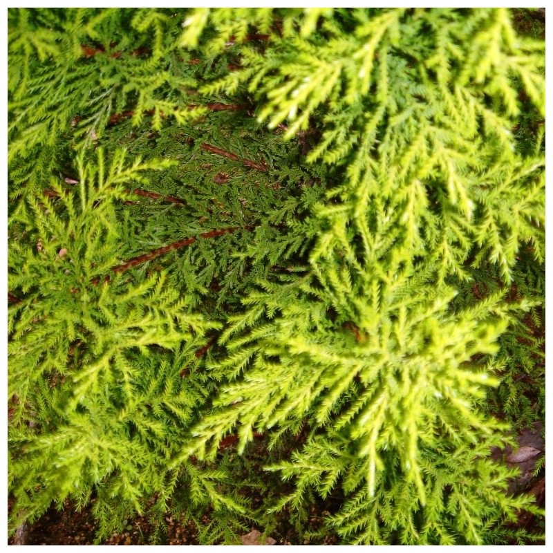 Cupressus macrocarpa
