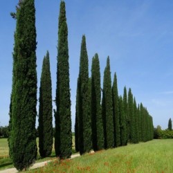 Cupressus sempervirens