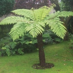 Cyathea cooperi