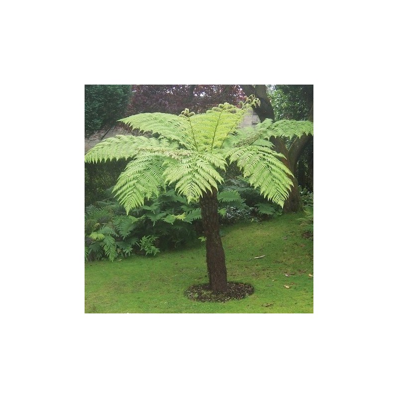 Cyathea cooperi