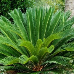 Cycas revoluta