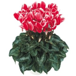 Cyclamen persicum