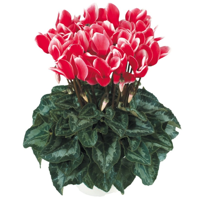 Cyclamen persicum