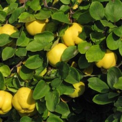 Cydonia oblonga