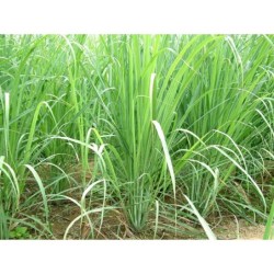 Cymbopogon citratus