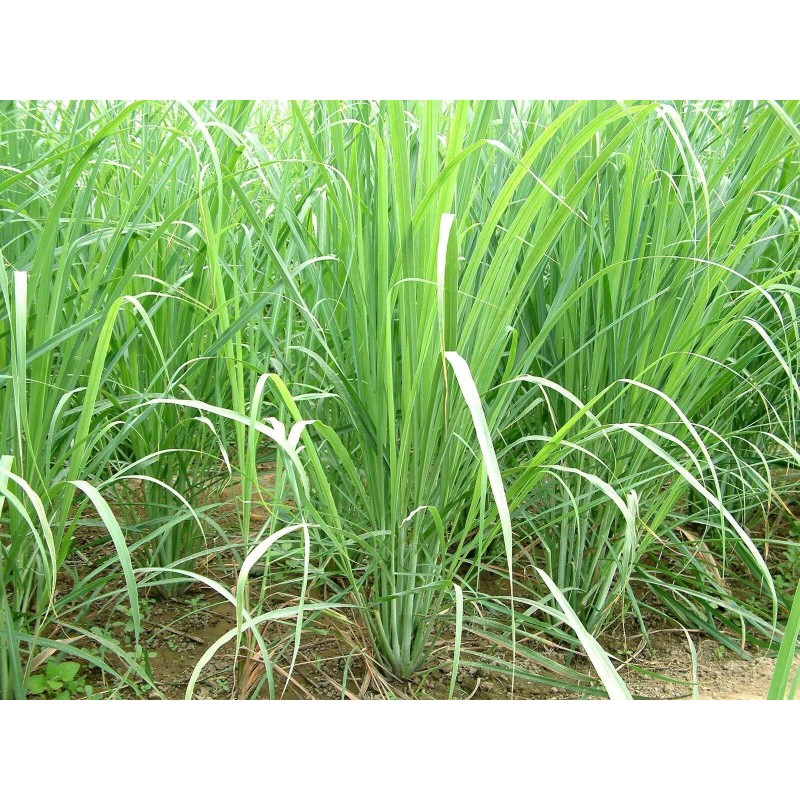 Cymbopogon citratus