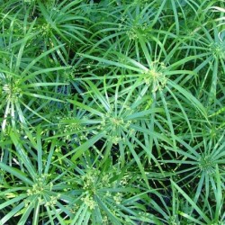 Cyperus alternifolius