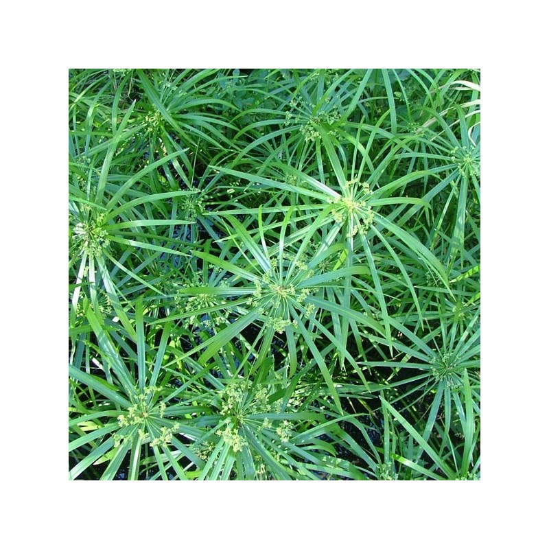 Cyperus alternifolius