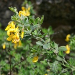 Cytisus monspessulana