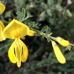 Cytisus scoparius