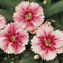 Dianthus chinensis