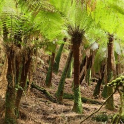 Dicksonia antarctica