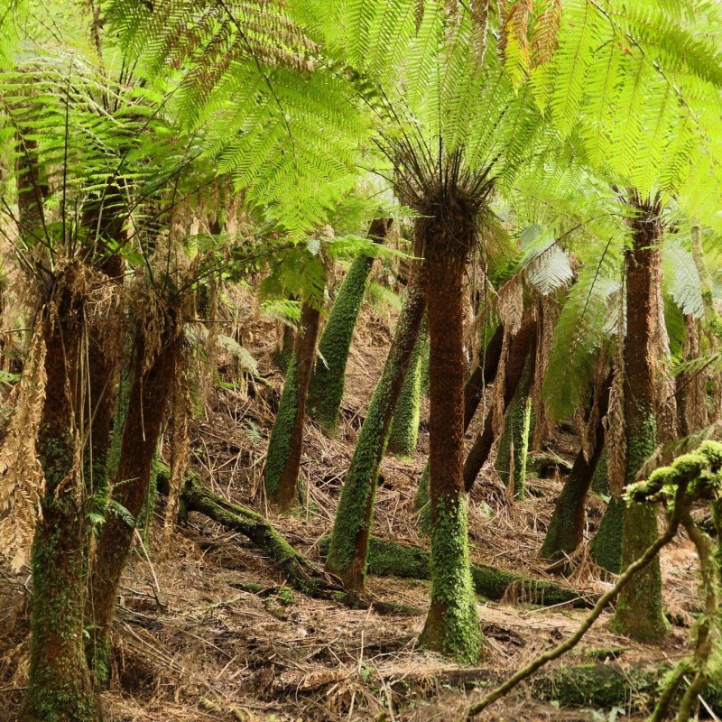 Dicksonia antarctica