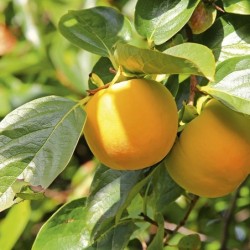 Diospyros kaki
