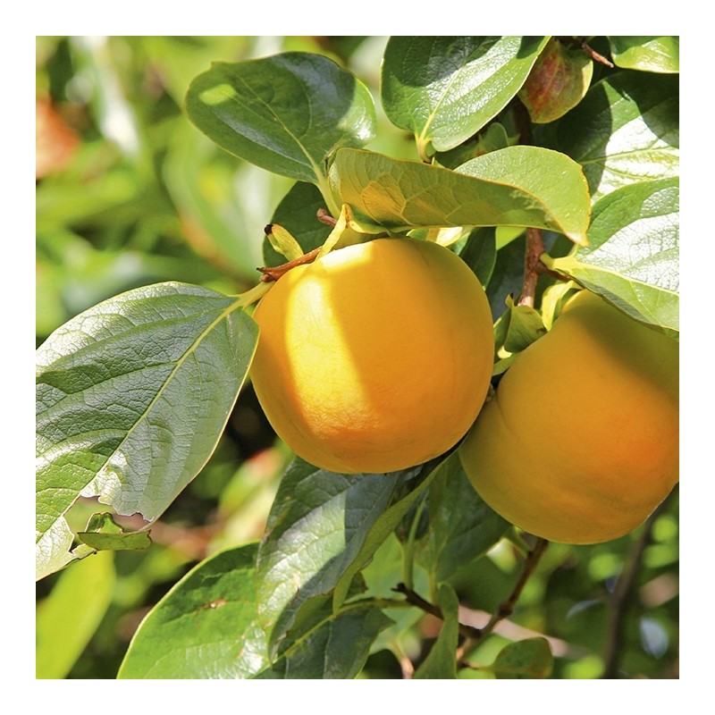 Diospyros kaki