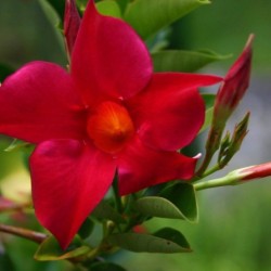 Dipladenia splendens