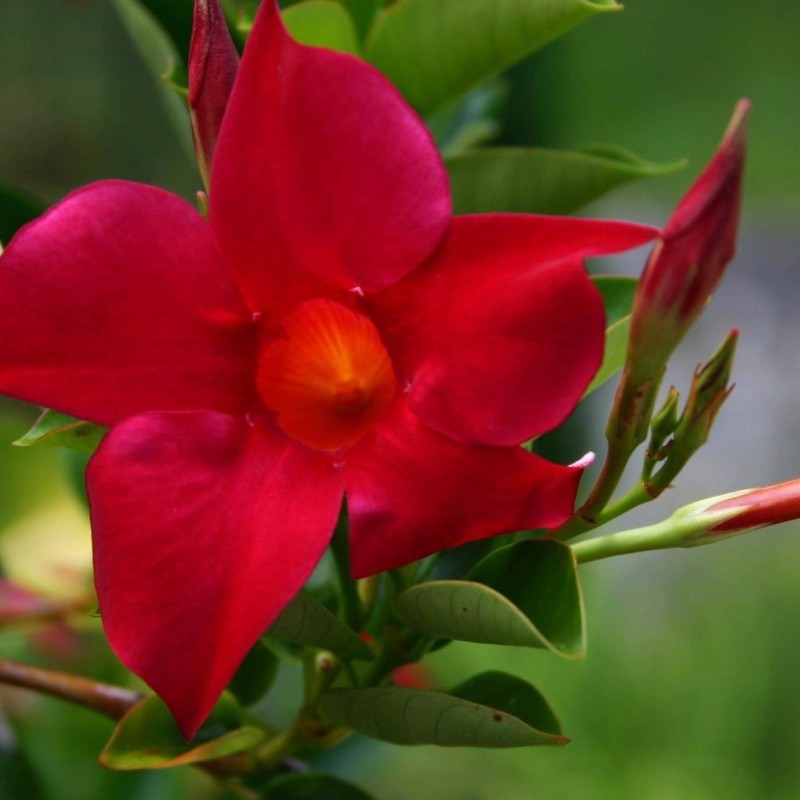 Dipladenia splendens