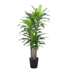 Dracaena fragrans