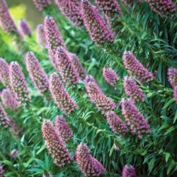 Echium candicans