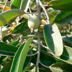 Elaeagnus angustifolia