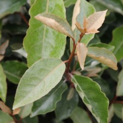 Elaeagnus ebbingei