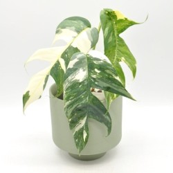 Epipremnum pinnatum