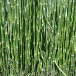 Equisetum hyemale