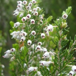 Erica arborea