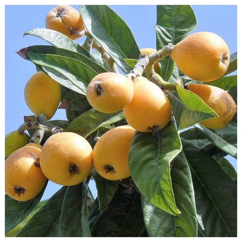 Eriobotrya japonica