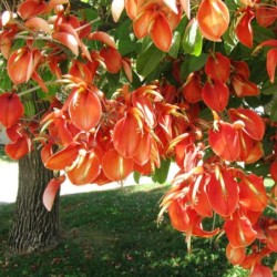 Erythrina crista-galli