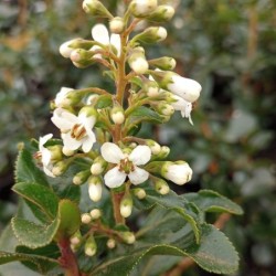 Escallonia Iveyi