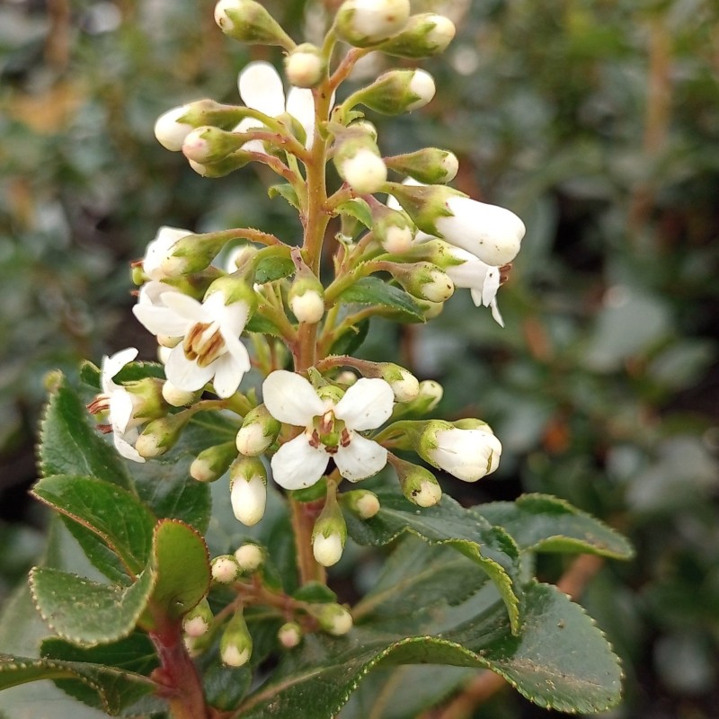 Escallonia Iveyi
