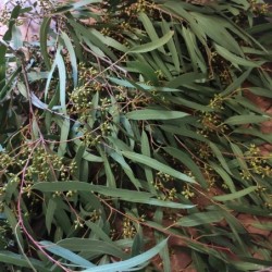 Eucalyptus camaldulensis