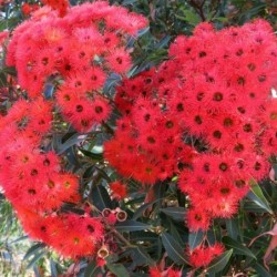 Eucalyptus ficifolia