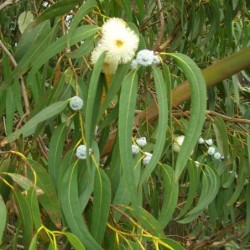 Eucalyptus globulus