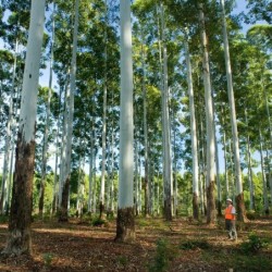 Eucalyptus grandis