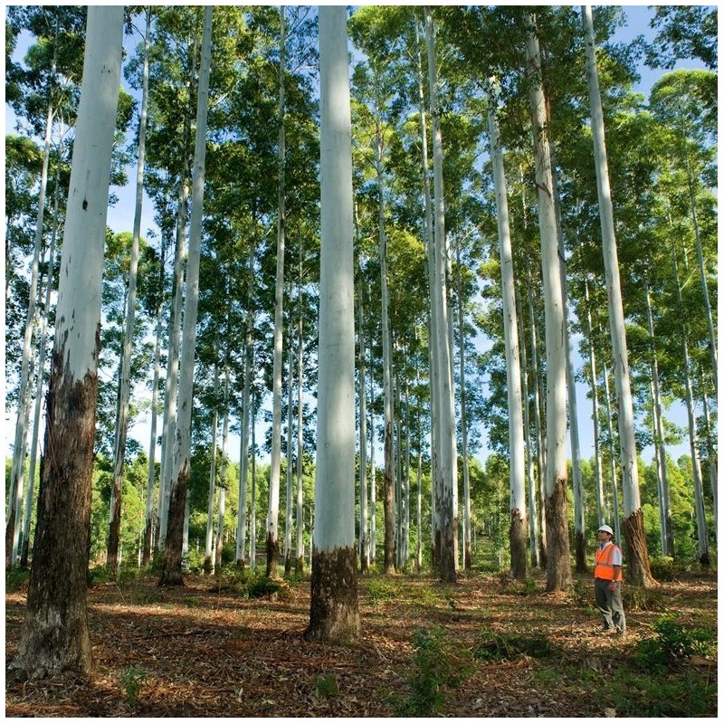 Eucalyptus grandis