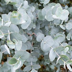 Eucalyptus gunnii