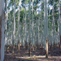 Eucalyptus viminalis