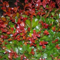 Eugenia myrtifolia