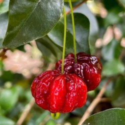 Eugenia uniflora