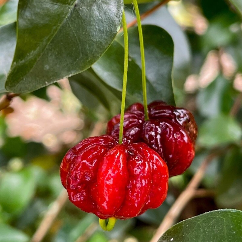 Eugenia uniflora