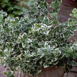 Euonymus fortunei
