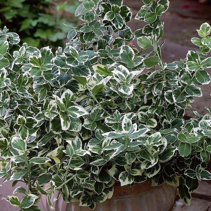 Euonymus fortunei