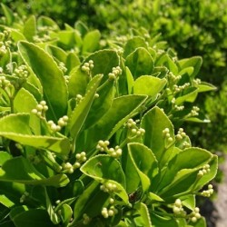 Euonymus japonicus