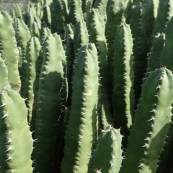 Euphorbia resinifera
