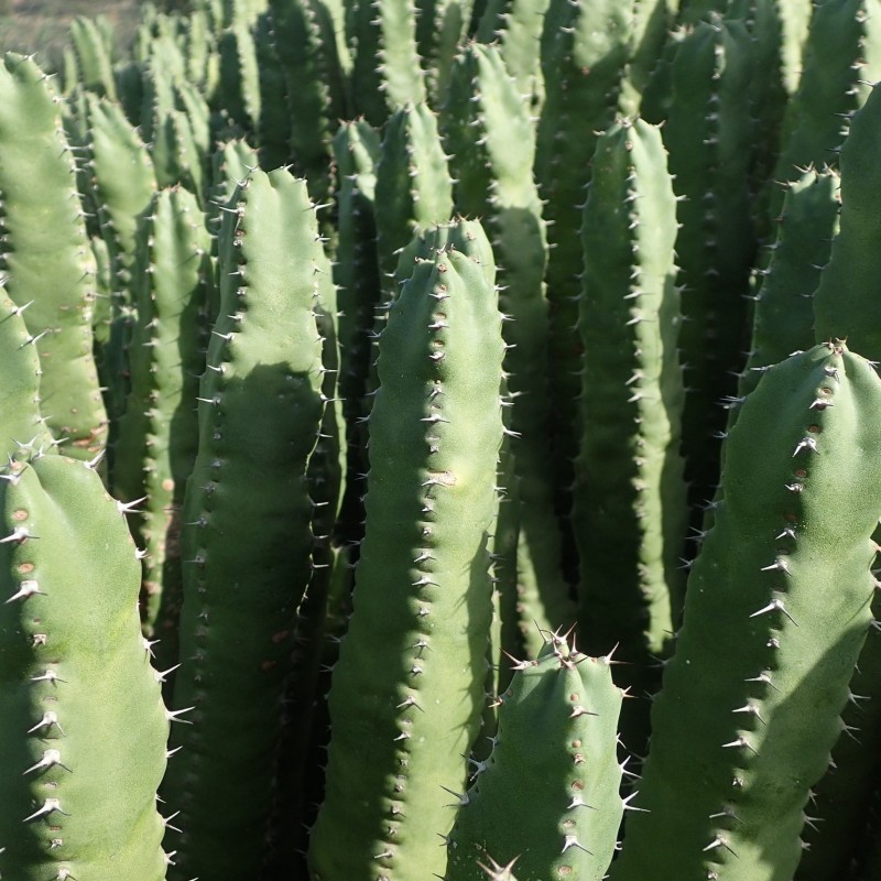 Euphorbia resinifera
